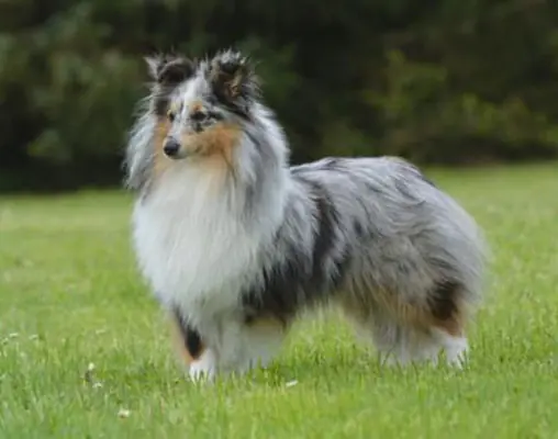 Rosalie von Hauschteckslust – Shetland Sheepdog – Foto 2