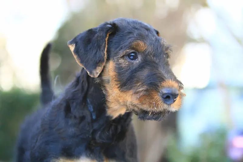 Airedale Terrier - Welpen – جرو Airedale Terrier – صورة 2