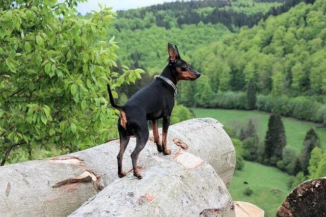 Zwergpinscher – Hunderasse