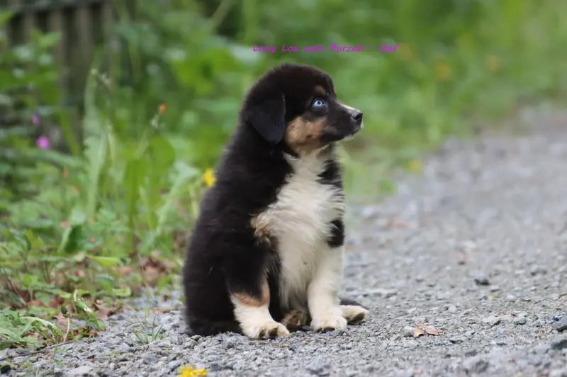 Lissy Lou – štěně Australian Shepherd – Foto 2