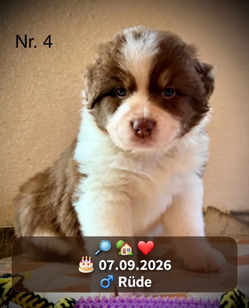 Štěně Australian Shepherd – Foto 2