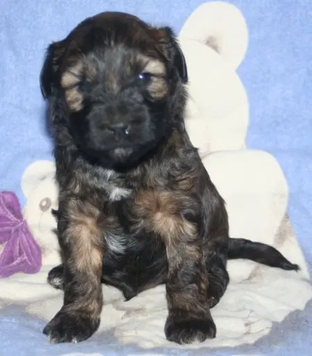 Kirsei-Kra Shogun "Vergeben" – Tibet Terrier hvalp – Billede 2