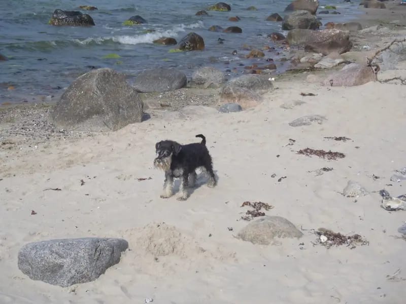 Zu den mutigen Hussiten / Hundezucht gallery image 2