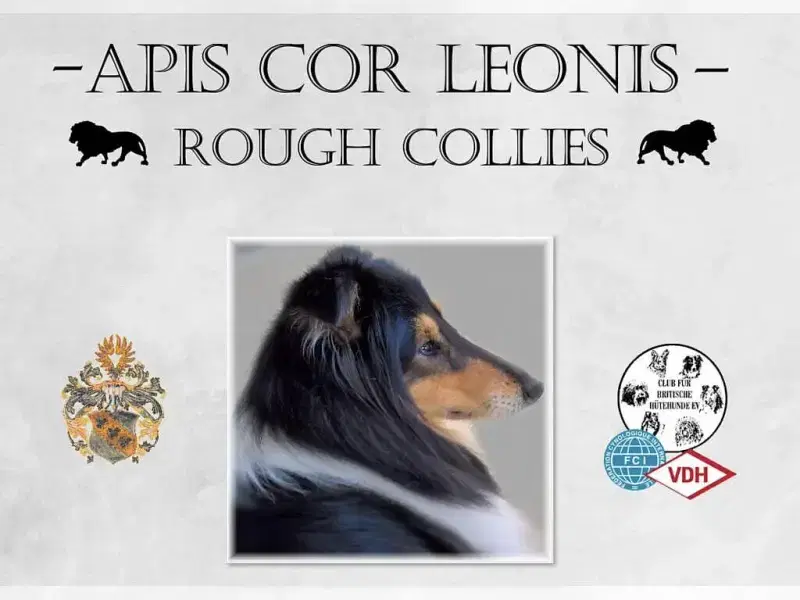 Apis cor Leonis