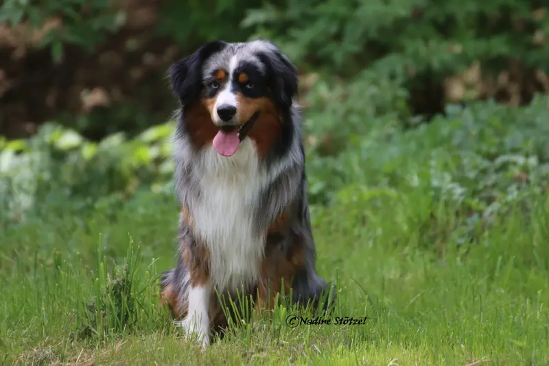 Monreal's Jack Sparrow – Australian Shepherd – Foto 2