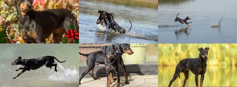 Manchester Terrier von der Spree gallery image 2