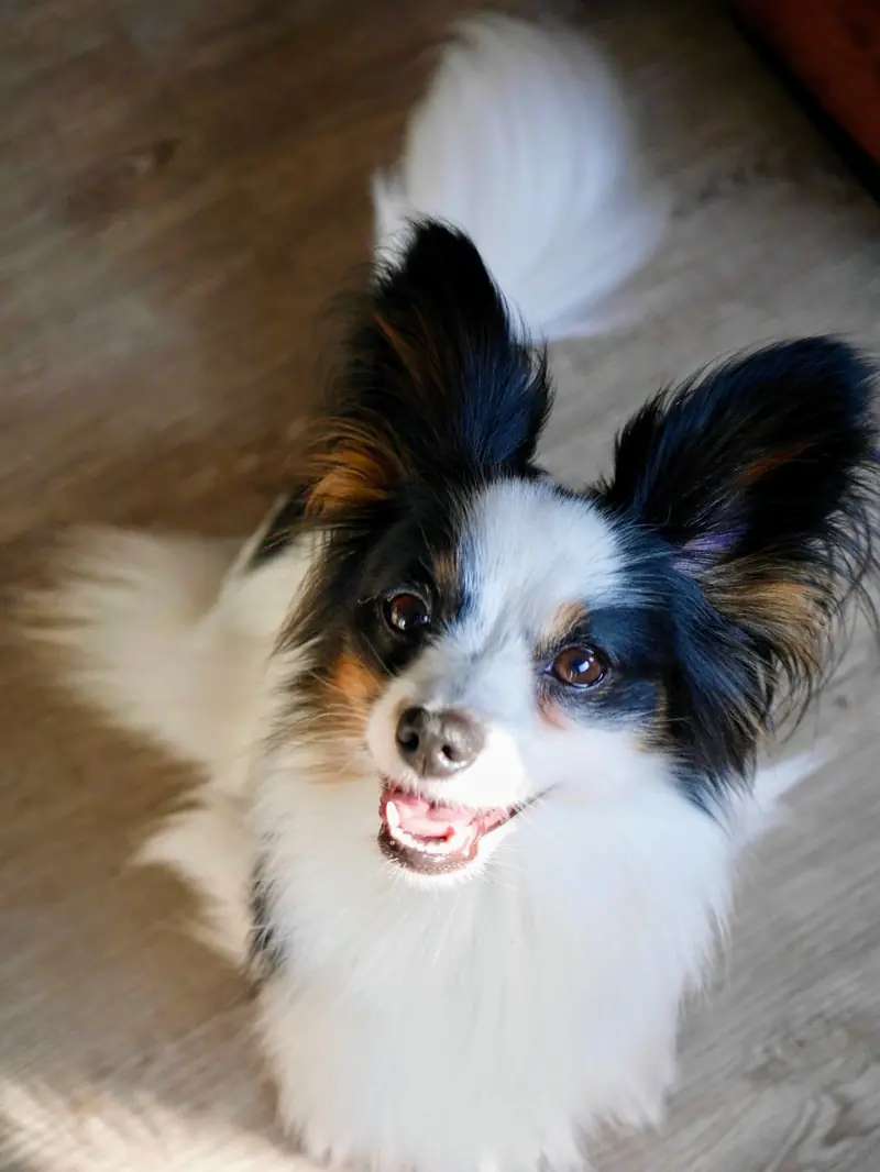 Adhara Anjuly von der Flussaue – Kontinentaler Zwergspaniel (Papillon) – Foto 3