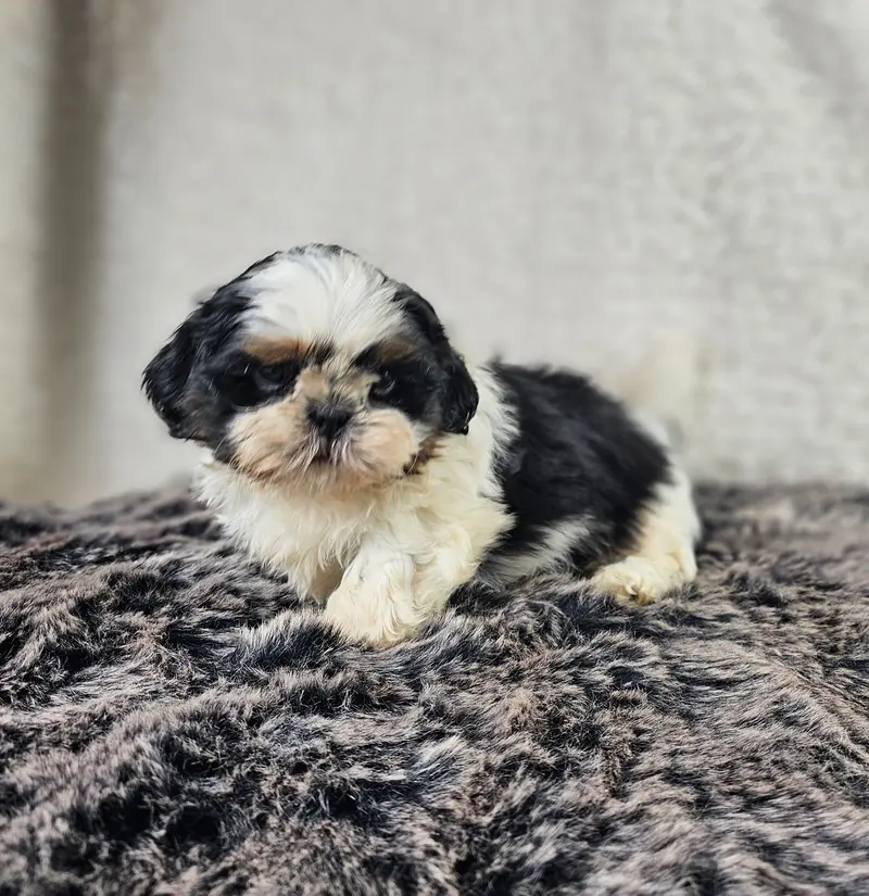 Anton – Cucciolo di Shih Tzu – Foto 3
