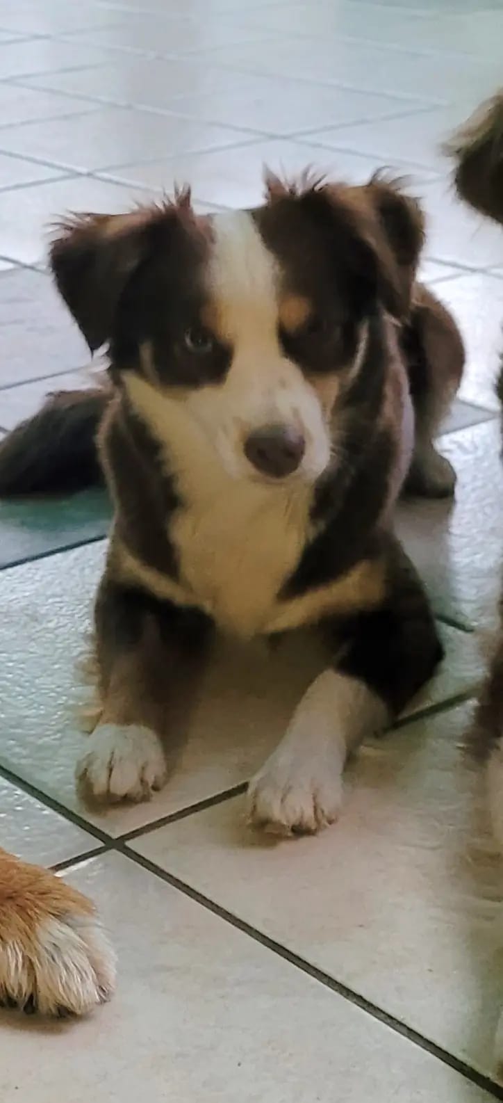 SWEETHEART QUEENY – Miniature American Shepherd – Foto 2
