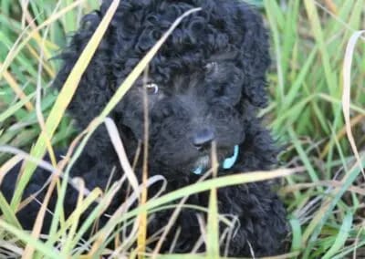 Labrador, Großpudel und Labradoodle Züchterin gallery image 2