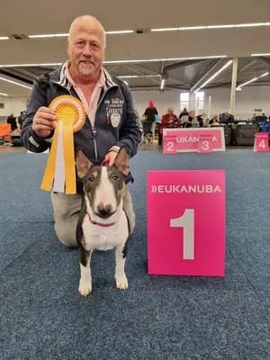 Miniature Bull Terrier vom Blasheimer Markt gallery image 2