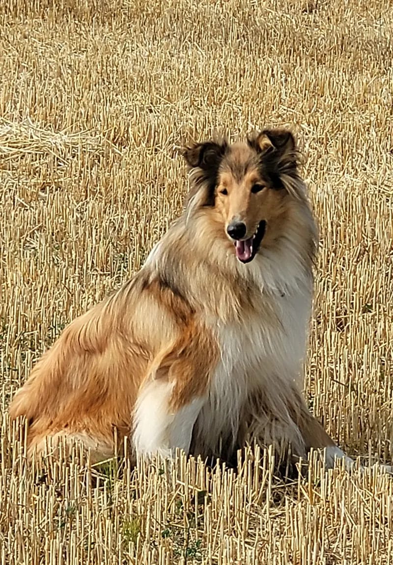 Collies from Jenna's World gallery image 3