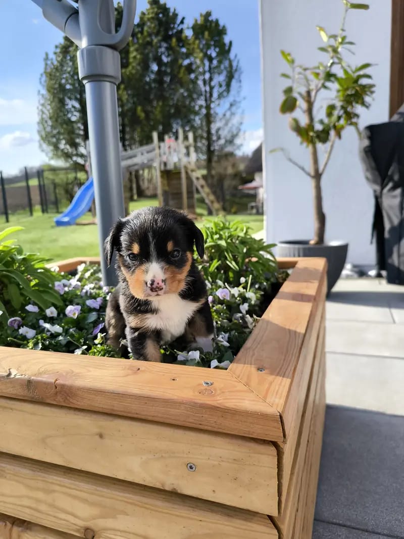 Entlebucher Appenzeller Sennenhund Welpen ( Swissydog ) gallery image 3