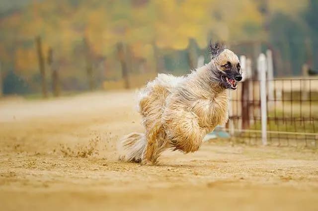 Afghan Hound – dog breed