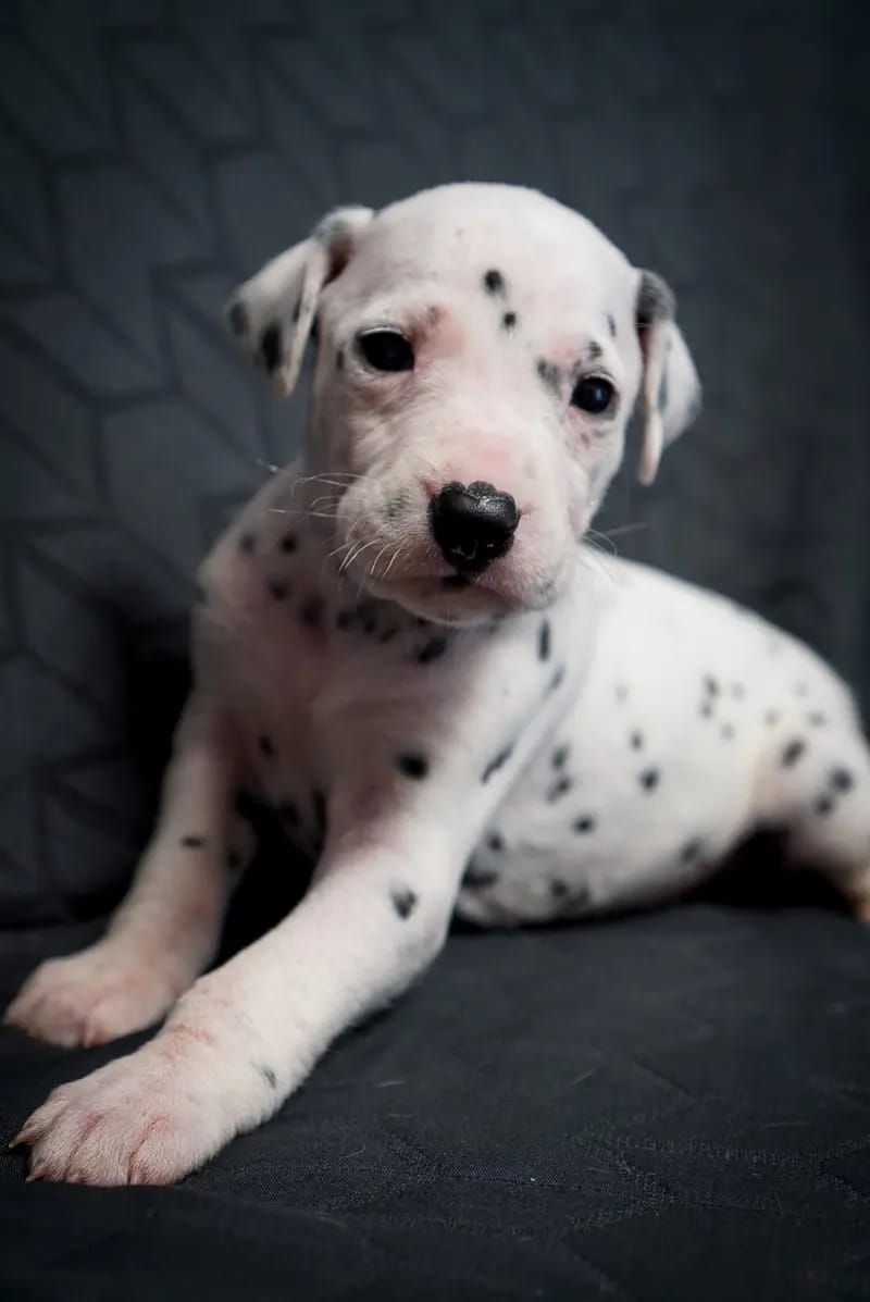 Stracciatella-paws gallery image 2