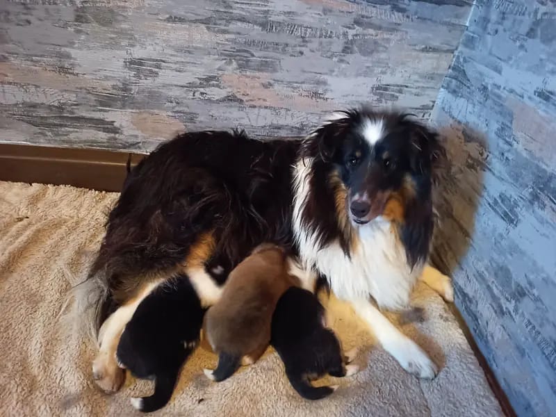 Štěně Shetland Sheepdog – Foto 2