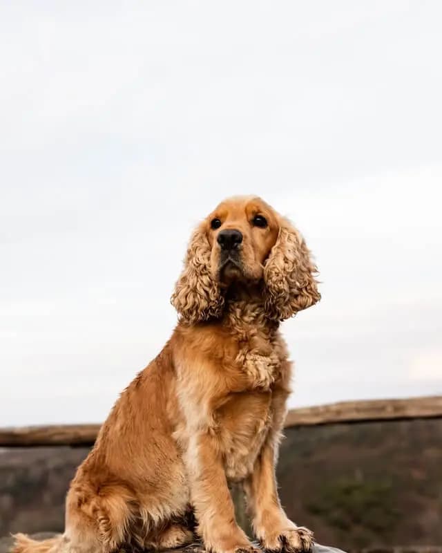 English Cocker Spaniel – Hunderasse