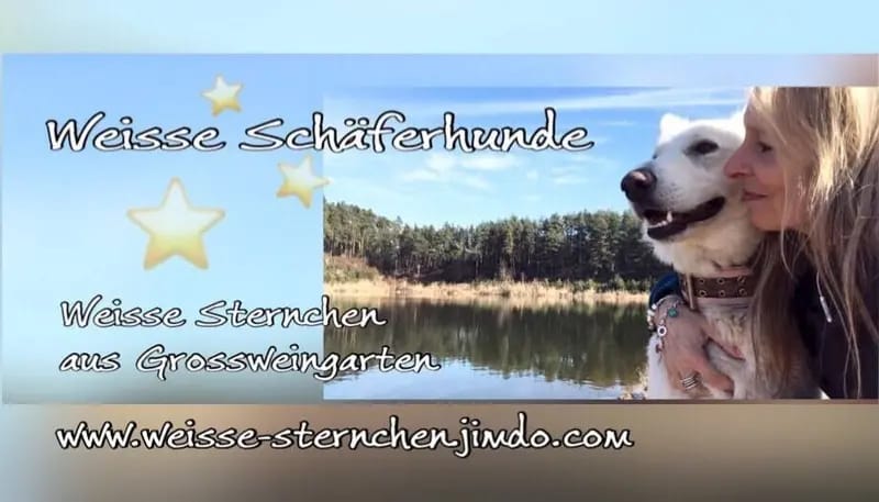 Weisse Schäferhund Welpen gallery image 2