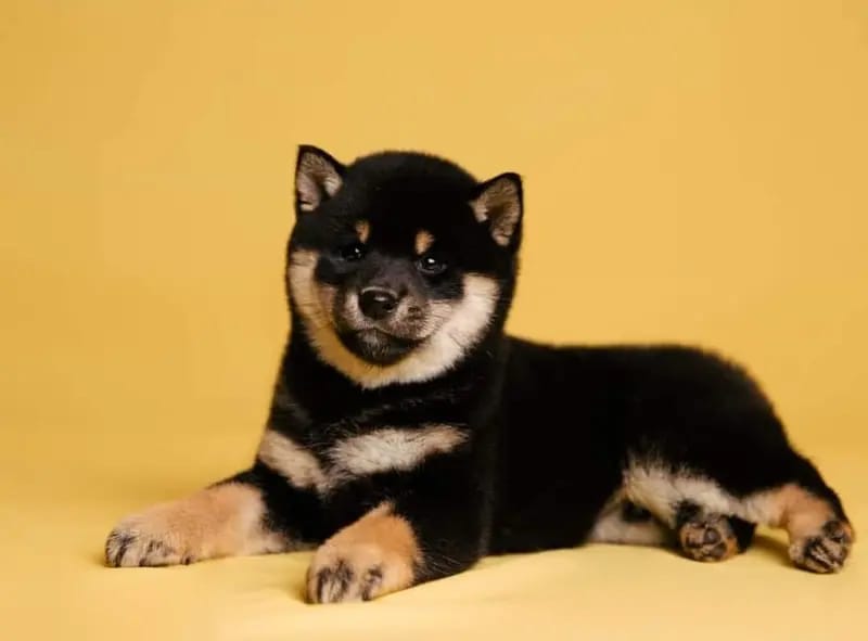 Shiba Inu vom hundecampus gallery image 2