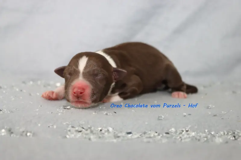Oreo Chocolate – Cucciolo di Australian Shepherd – Foto 2