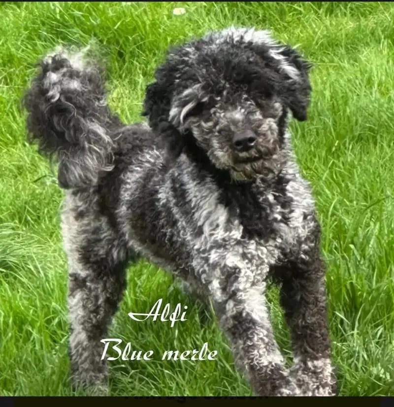 Alfi gallery image 2