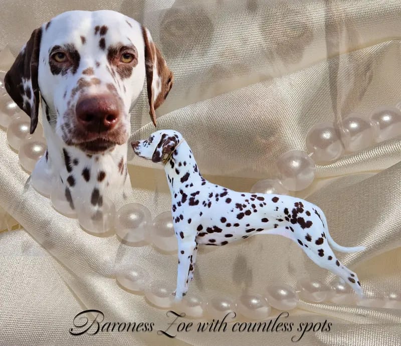 Dalmatiner Zuchtstätte "with countless spots" gallery image 2
