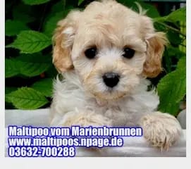 1. Maltipoo Zucht in Thüringen gallery image 4