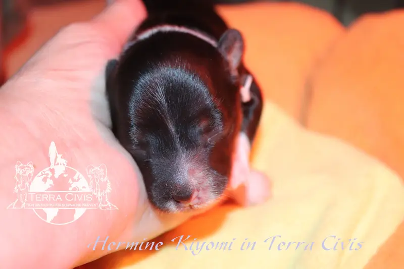 Hermine Kiyomi in Terra Civis – Cucciolo di Chinese Crested Dog – Foto 3