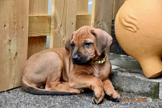 Matembezi kwa Ekundo Afrika – Rhodesian Ridgeback – Foto 3