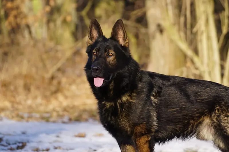 Schäferhunde vom Deutschen Rosenstamm gallery image 4