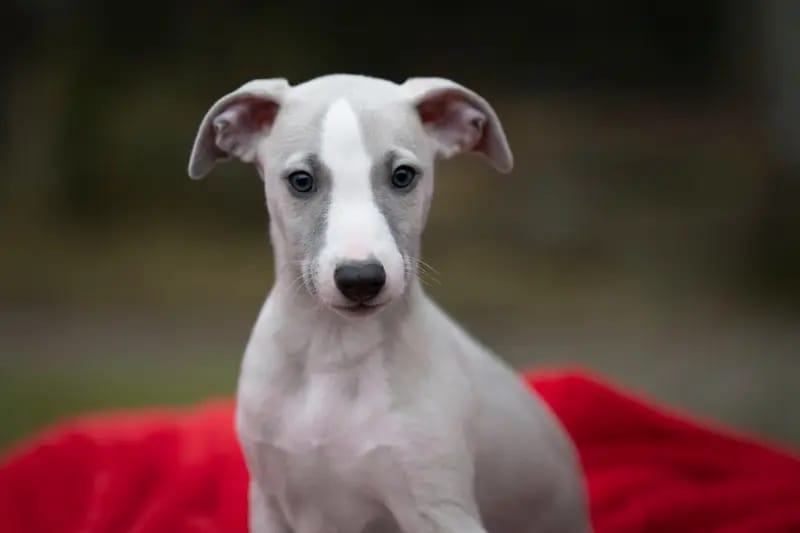 Whippets of Poet‘s Corner gallery image 3