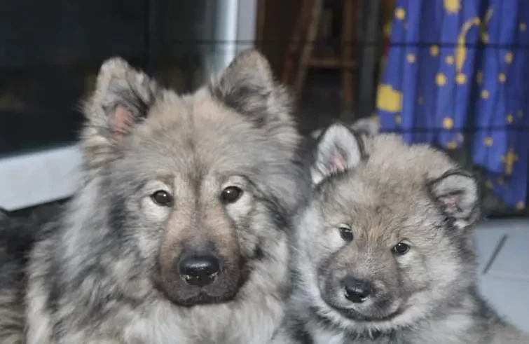 Eurasier vom Sitara main gallery image