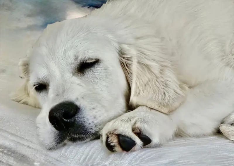 Unsere Welpen Golden Retriever Showlinie m. P. gallery image 3