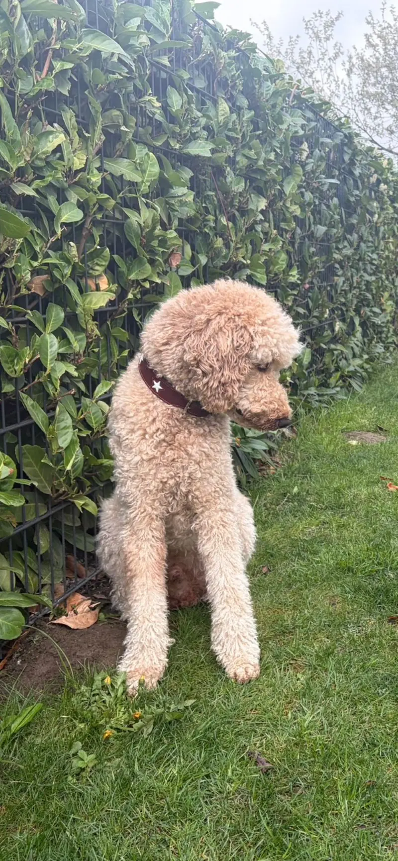 Cooper Best Motivation – Großpudel (Königspudel) – Bild 3