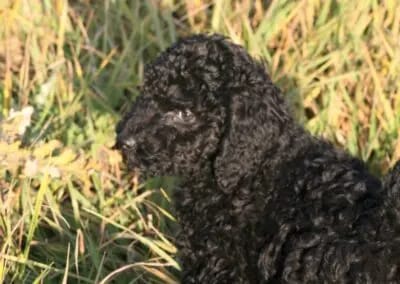 Labrador, Großpudel und Labradoodle Züchterin gallery image 4