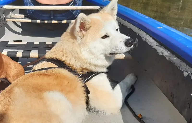 Akitas von den Holledauer Hügeln gallery image 3