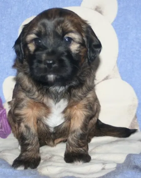 Kirsei-Kra Saghini "Vergeben" – Cucciolo di Tibet Terrier – Foto 2