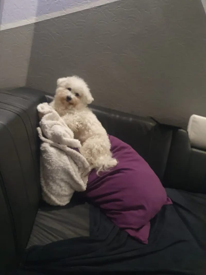 Bichon Frisé vom Teilungssee gallery image 2