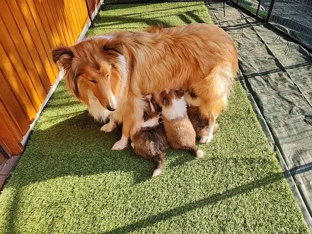 Collies vom Meggenried gallery image 3