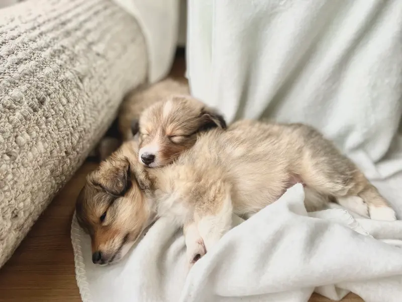 Sonic – Shetland Sheepdog Pup – Foto 2