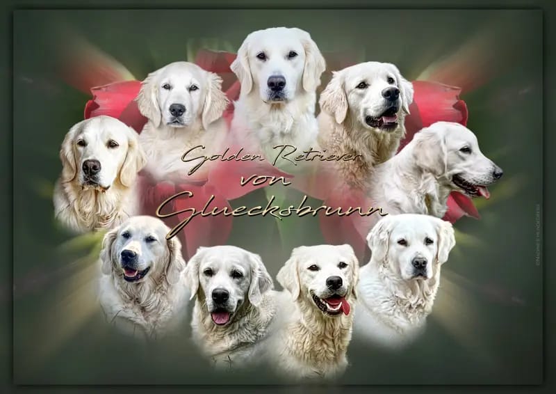 Golden Retriever von Gluecksbrunn gallery image 3
