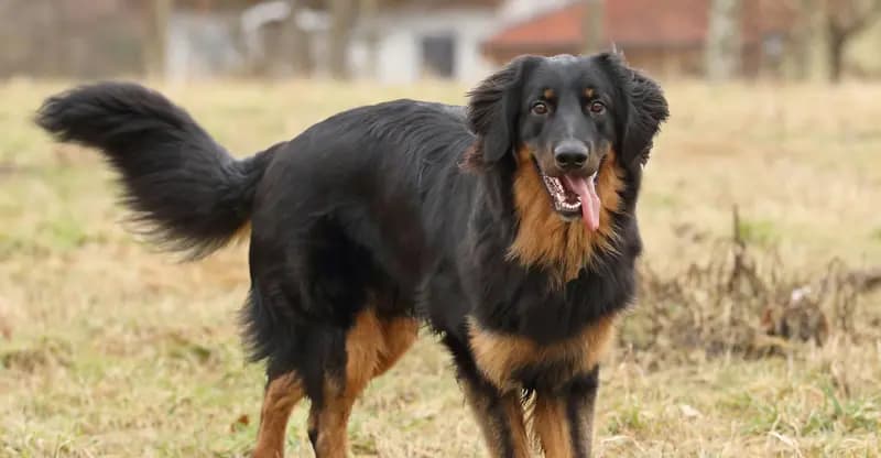 Hovawart – razza canina
