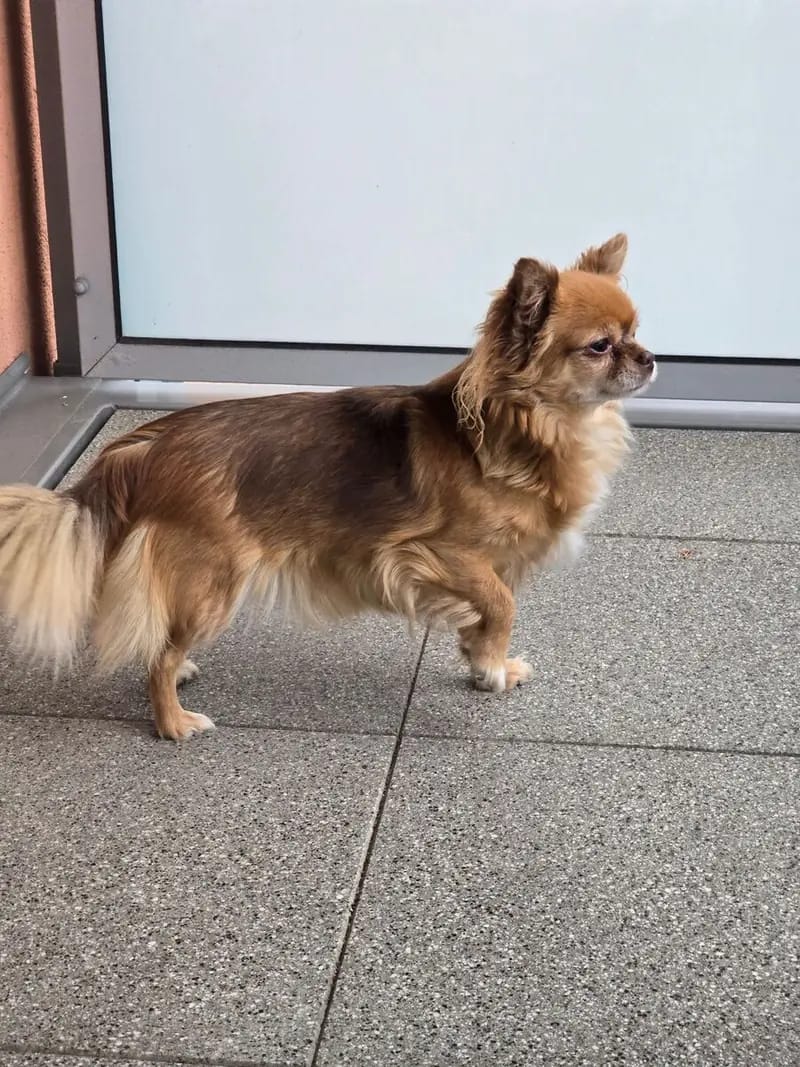 Chihuahua Hündin in Langhaar sucht Dich. gallery image 2
