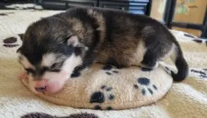 Hati Kiyaya – Alaskan Malamute Pup – Foto 3