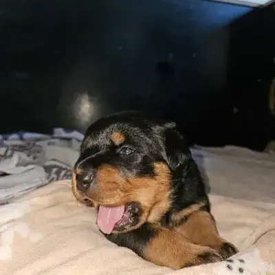 Burga v. Weiltal II – Rottweiler – Bild 2