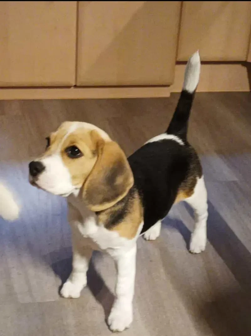 Beagle von der Westerengerheide main gallery image