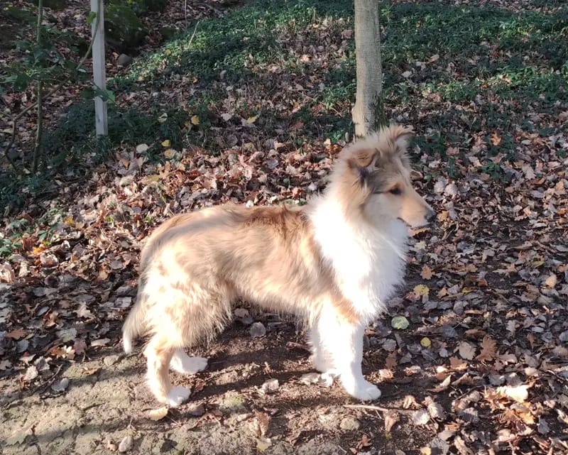 Collies of Yellow River gallery image 3