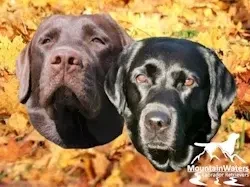 MountainWaters Labrador Retrievers main gallery image