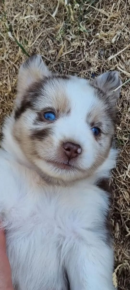 Mini Australian Shepherd schenken dir ihr Herz Auszug ende Juli gallery image 2