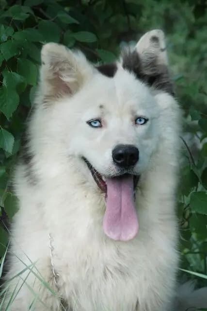 Yakutskaya Laika – Hunderasse